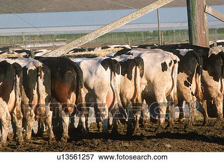 Rear view of cows at feeding trough View Large Photo Image Stock Photo - Rear view of cows at feeding trough. Fotosearch
