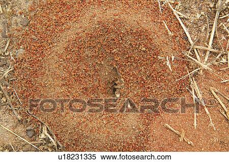 Stock Photography - Red ant hill. Fotosearch
