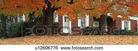 Stock Photograph - Red house and maple trees along Route 79, Broome County, New York. Fotosearch