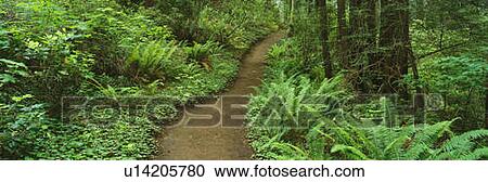 Stock Image - Redwood Forest. Fotosearch