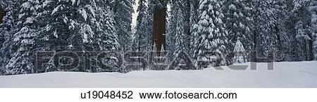 Redwoods in the Giant Forest after a winter snow. View Large Photo Image Stock Image - Redwoods in the Giant Forest after a winter snow.. Fotosearch