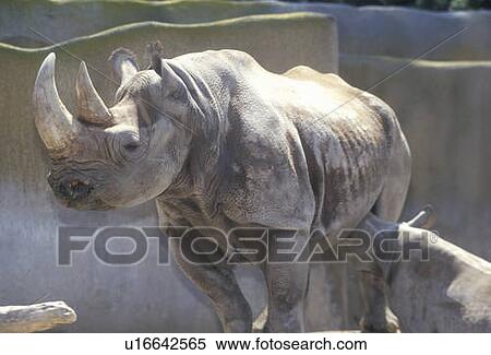 Stock Photography - Rhinoceros with baby. Fotosearch