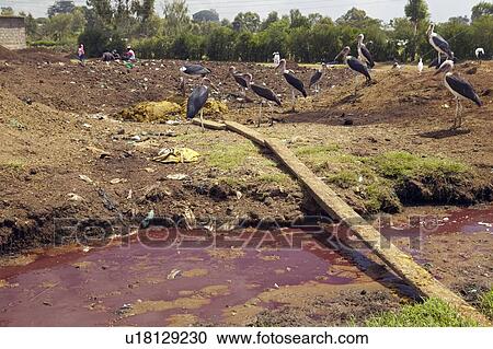 Stock Image - River of blood flows at Slaughterhouse. Fotosearch