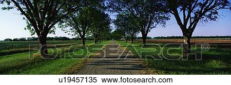 Road with Oak Trees View Large Photo Image Stock Photography - Road with Oak Trees. Fotosearch