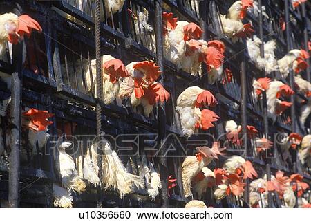 Stock Image - Roosters being transported in truck. Fotosearch