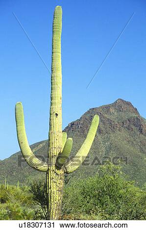 Stock Image - Saguaro National Monument. Fotosearch