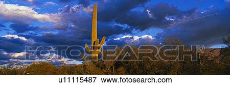 Saguaro National Park West View Large Photo Image Stock Photo - Saguaro National Park West. Fotosearch