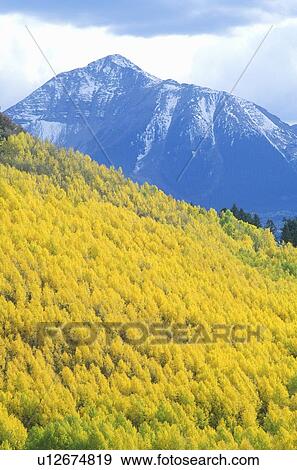 San Juan National Forest, Aspen, Colorado View Large Photo Image Stock Photo - San Juan National Forest, Aspen, Colorado. Fotosearch