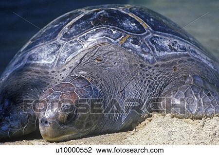 Stock Image - Sea Turtle. Fotosearch