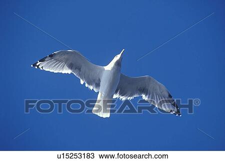 Seagull flying over Martha's Vineyard, MA View Large Photo Image Stock Image - Seagull flying over Martha's Vineyard, MA. Fotosearch
