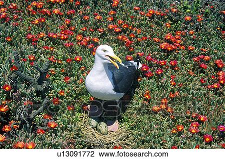 Seagull nesting with eggs, Anacapa, Channel Islands National Park, CA View Large Photo Image Stock Image - Seagull nesting with eggs, Anacapa, Channel Islands National Park, CA. Fotosearch