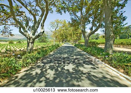 Shady drive View Large Photo Image Stock Image - Shady drive. Fotosearch