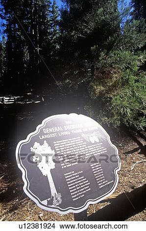 Sign for General Sherman Tree View Large Photo Image Picture - Sign for General Sherman Tree. Fotosearch