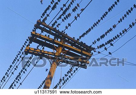 Silhouette of birds on telephone line View Large Photo Image Stock Image - Silhouette of birds on telephone line. Fotosearch