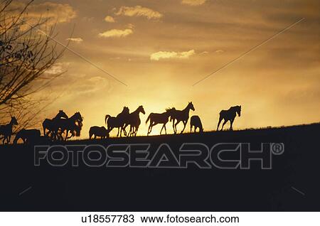 Silhouette of herd of horses running on horizon View Large Photo Image Stock Image - Silhouette of herd of horses running on horizon. Fotosearch
