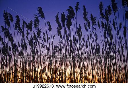 Stock Image - Silhouette of reeds in marsh at sunset. Fotosearch