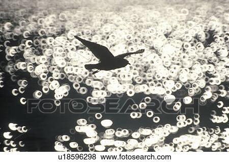 Silhouette of seagull flying over Hudson River, NY View Large Photo Image Stock Photo - Silhouette of seagull flying over Hudson River, NY. Fotosearch