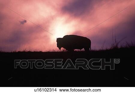 Picture - Silhouette of solitary buffalo on ridge at sunset in winter, Montana. Fotosearch