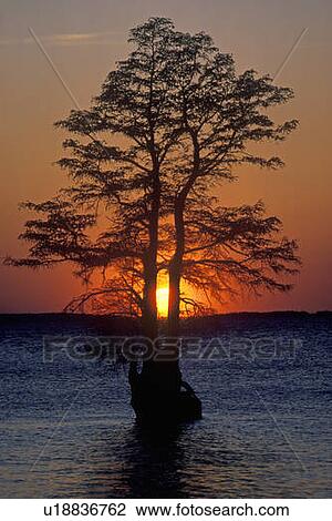 Stock Image - Silhouette of tree in James River. Fotosearch