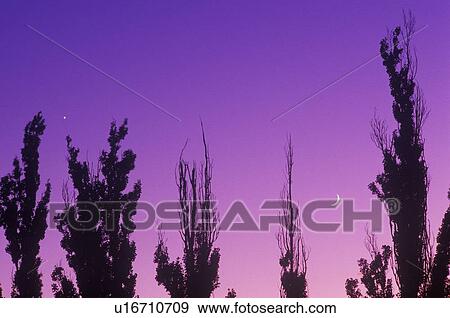 Silhouette of trees against sunset/moonrise, Bowie, AZ View Large Photo Image Stock Photo - Silhouette of trees against sunset/moonrise, Bowie, AZ. Fotosearch
