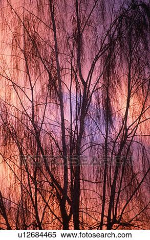 Stock Photography - Silhouetted tree at sunset. Fotosearch