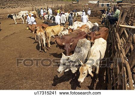 Slaughterhouse View Large Photo Image Stock Image - Slaughterhouse. Fotosearch
