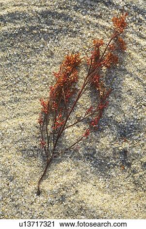 Stock Image - Small Branch Lying In Sand. Fotosearch