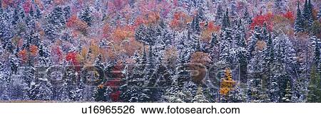 Stock Photograph - Snow and Autumn trees, Adirondack Mountains, New York State. Fotosearch