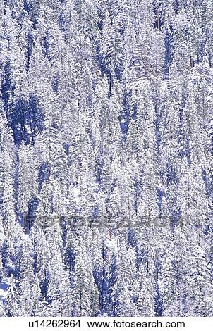 Picture - Snow Covered Pine Trees. Fotosearch