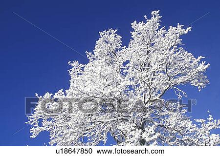 Stock Image - Snow Covered Tree. Fotosearch