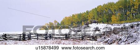 Stock Photo - Snowy fence and aspens near Ridgeway, Colorado. Fotosearch