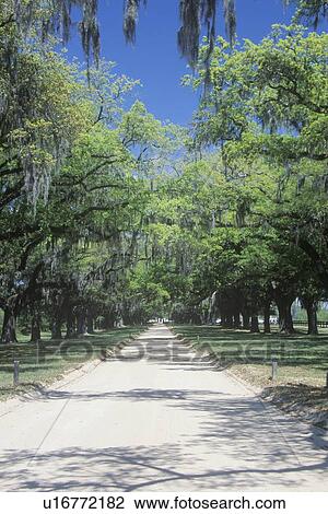 Stock Image - Spanish moss covered oak trees lining a plantation road, SC. Fotosearch