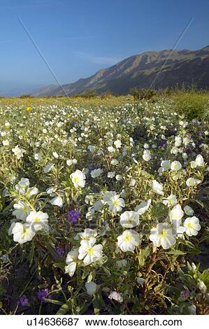 Spring desert lilies View Large Photo Image Stock Photo - Spring desert lilies. Fotosearch
