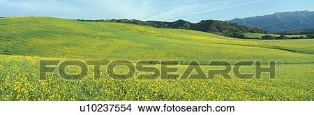 Spring Field, Mustard Seed, near Lake Casitas, California View Large Photo Image Picture - Spring Field, Mustard Seed, near Lake Casitas, California. Fotosearch