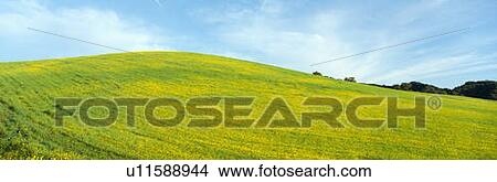 Spring Field, Mustard Seed, near Lake Casitas, California View Large Photo Image Picture - Spring Field, Mustard Seed, near Lake Casitas, California. Fotosearch