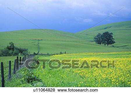 Spring field of Mustard with fence, Cambria, CA View Large Photo Image Stock Photo - Spring field of Mustard with fence, Cambria, CA. Fotosearch