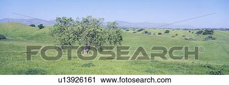 Stock Image - Spring Field, Santa Ynez Valley, California. Fotosearch