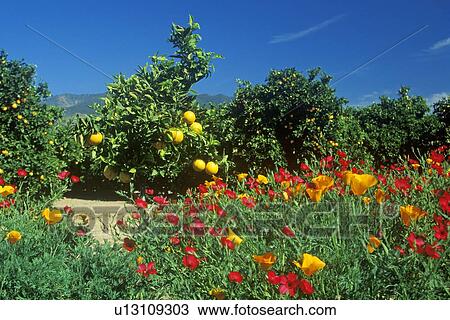 Spring flowers in Orange Groves, Ventura County, CA View Large Photo Image Stock Image - Spring flowers in Orange Groves, Ventura County, CA. Fotosearch