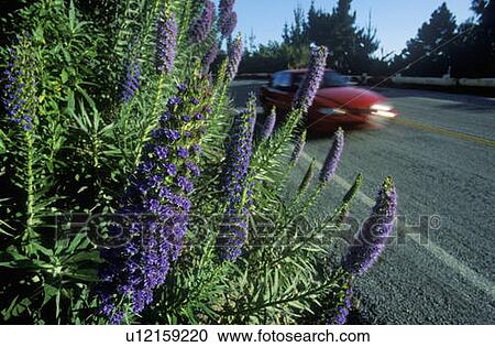 Stock Image - Spring flowers, Route 1, CA. Fotosearch