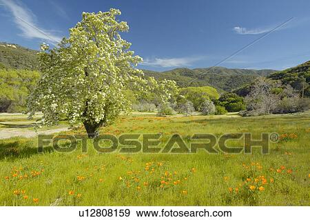 Stock Photo - Spring Flowers. Fotosearch