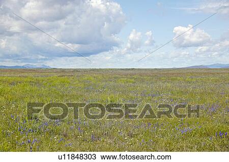 Spring grasslands and mountains in Centennial Valley near Lakeview, MT View Large Photo Image Stock Image - Spring grasslands and mountains in Centennial Valley near Lakeview, MT. Fotosearch