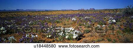 Stock Image - Spring, Monument Valley, Arizona. Fotosearch
