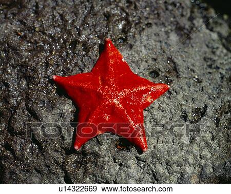 Starfish from the ocean View Large Photo Image Stock Photo - Starfish from the ocean. Fotosearch