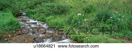 Stream and Alpine Flowers, Ouray, Colorado View Large Photo Image Stock Image - Stream and Alpine Flowers, Ouray, Colorado. Fotosearch