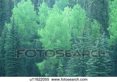 Summer in Santa Fe National Forest View Large Photo Image Stock Photography - Summer in Santa Fe National Forest. Fotosearch