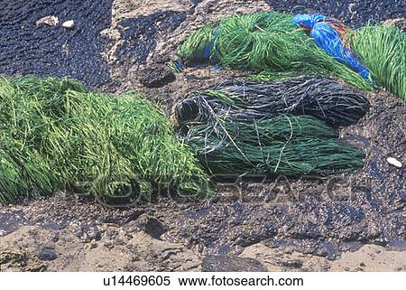 Stock Photography - Swabs of absorbent material for removal of a pool of spilled oil. Fotosearch