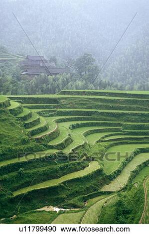 Stock Image - Terraced rice fields, Longshen near Guilin, Guangxi Province, People's Republic of China. Fotosearch