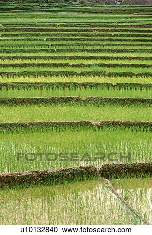 Terraced rice paddies View Large Photo Image Stock Image - Terraced rice paddies. Fotosearch