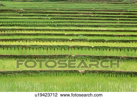Terraced rice paddies View Large Photo Image Stock Image - Terraced rice paddies. Fotosearch