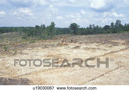 The results of clear cutting timber View Large Photo Image Stock Photo - The results of clear cutting timber. Fotosearch